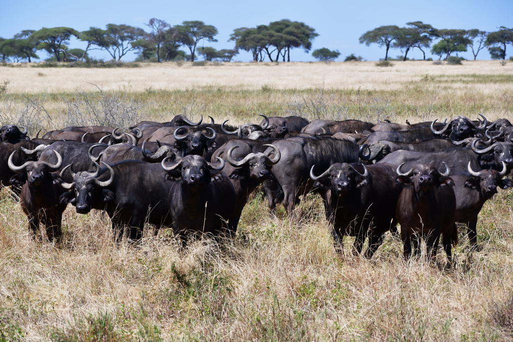 Tarangire NP